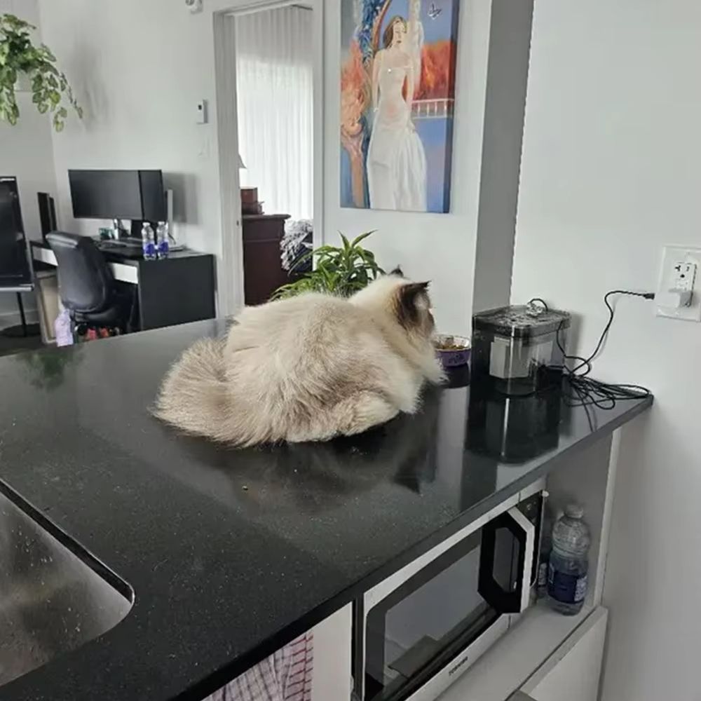 Automatic Cat Water Fountain  UltraQuiet USB Pet Drinking Dispenser With Filter 5