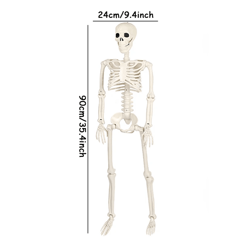 Lifesize Movable Halloween Skeleton Full Body Fake Skull  Bones For Haunted House Home Bar And Horr 7