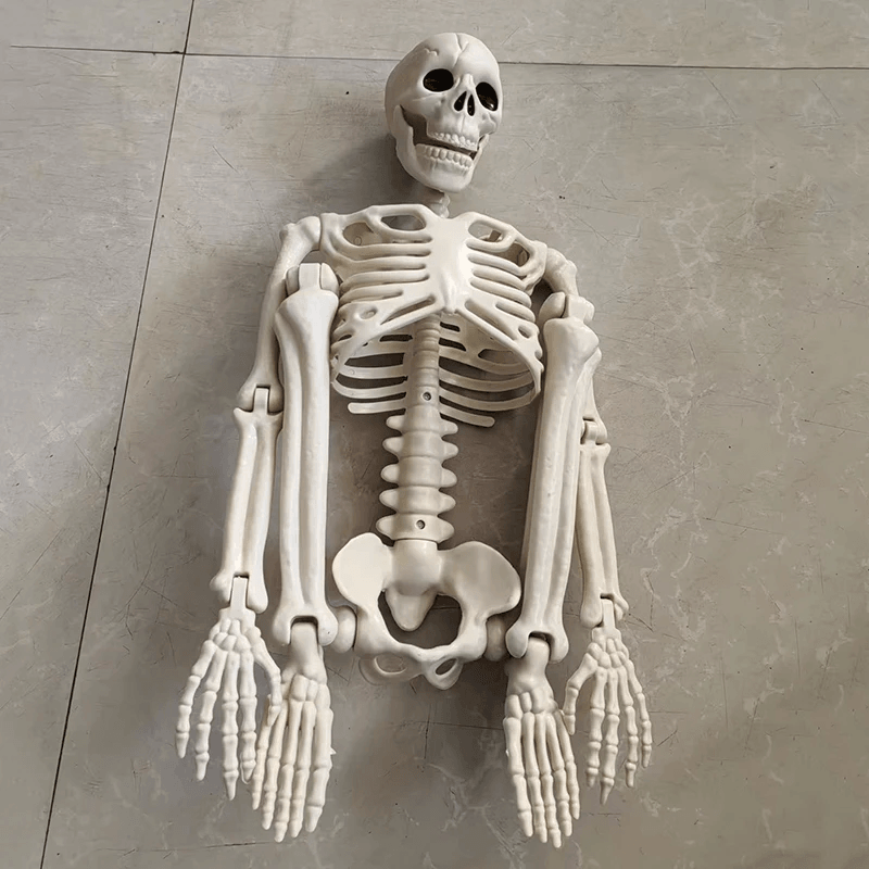 Lifesize Movable Halloween Skeleton Full Body Fake Skull  Bones For Haunted House Home Bar And Horr 5