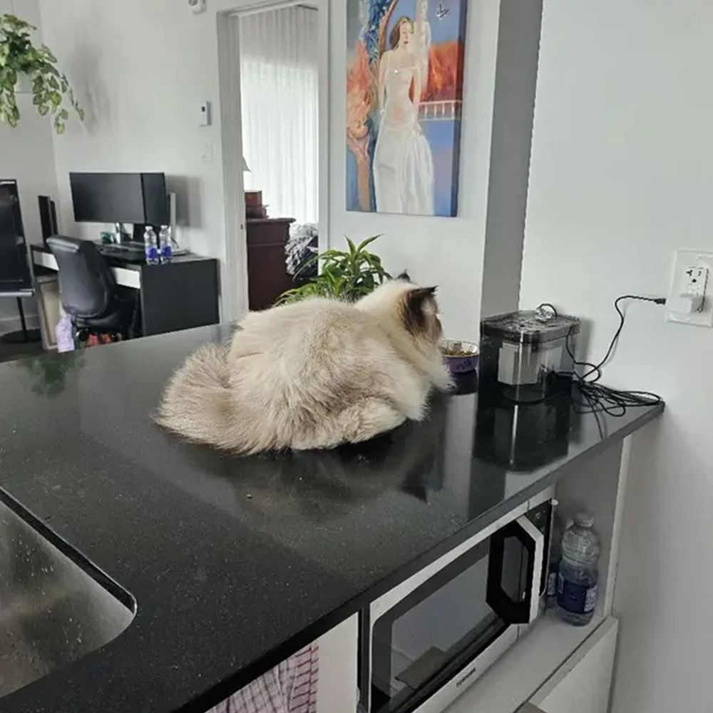Automatic Cat Water Fountain Ultra Quiet Pet Drinking Dispenser With Filter 5