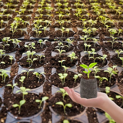 Coconut Coir Fiber Seed Starter Blocks With Nursery Tray Compressed Soil For Plant Cutting Vegetabl 1