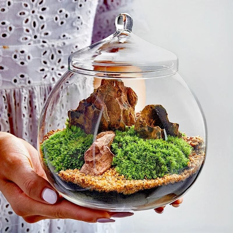 Micro Landscape Moss Bryophyte Ball Terrarium Glass Vase Decoration