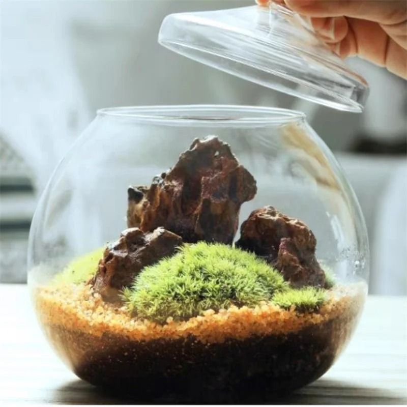 Micro Landscape Moss Bryophyte Ball Terrarium Glass Vase Decoration 3