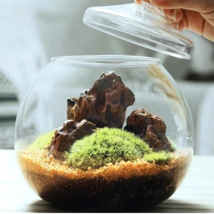 Micro Landscape Moss Bryophyte Ball Terrarium Glass Vase Decoration 3