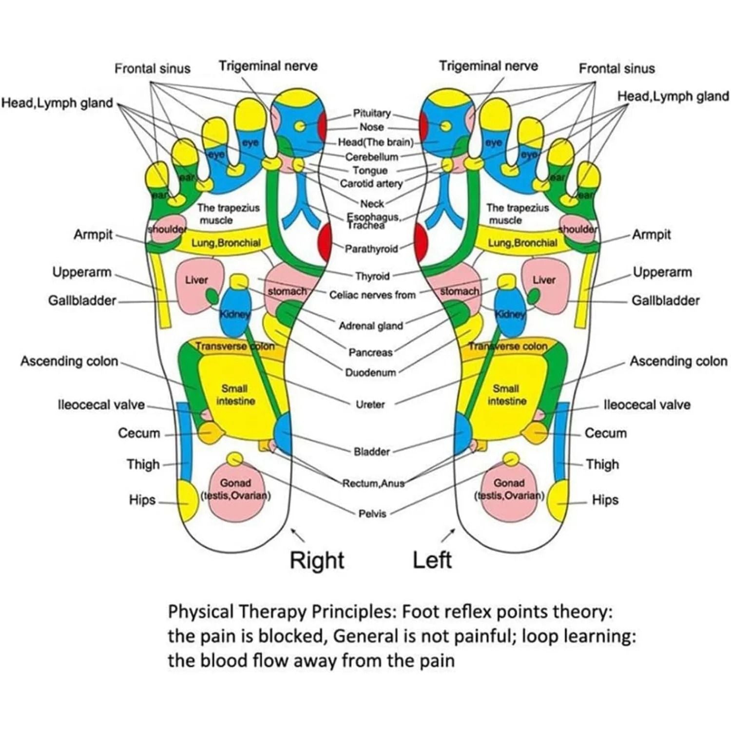 Acupressure Foot Reflexology Massage Pad 4