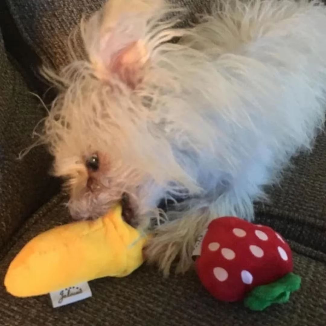 7Piece Plush Puppy Chew Toys Set  Fun Fruit  Vegetable Squeaky Toys For Small Dogs And Puppies 2