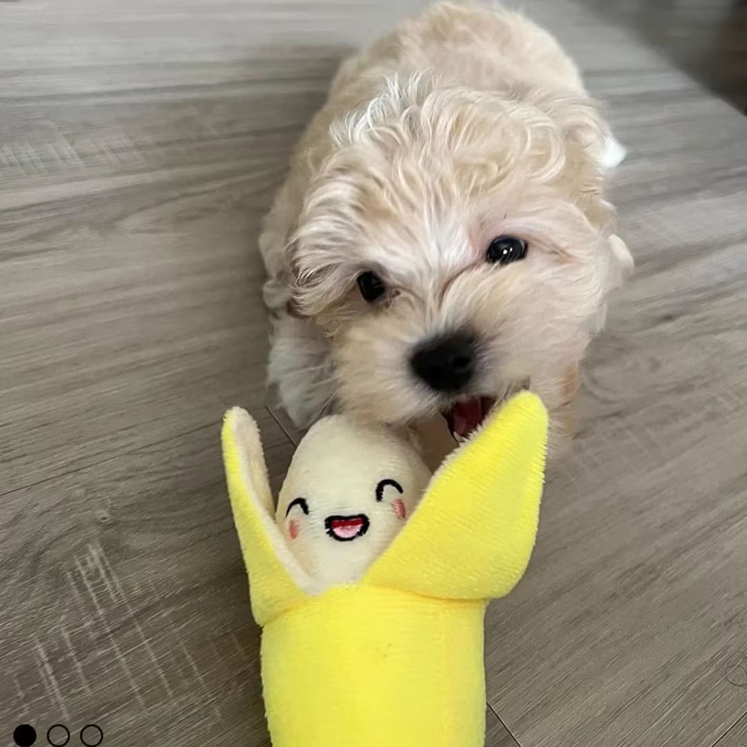 7Piece Plush Puppy Chew Toys Set  Fun Fruit  Vegetable Squeaky Toys For Small Dogs And Puppies 5