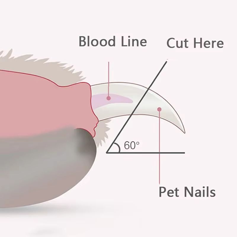 Professional LED Pet Nail Clippers  Illuminated Grooming Scissors For Dogs Cats  Small Animals 4
